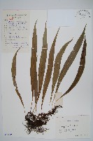 擬瓦葦藏品圖，第1張