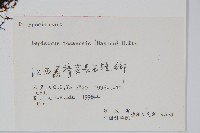 擬瓦葦藏品圖，第2張