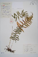 密腺副金星蕨藏品圖，第1張