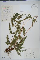 天草鳳尾蕨藏品圖，第1張