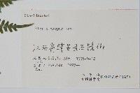 天草鳳尾蕨藏品圖，第2張