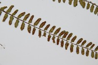 三翅鐵角蕨藏品圖，第3張