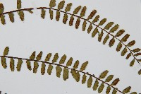 三翅鐵角蕨藏品圖，第4張