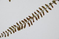 三翅鐵角蕨藏品圖，第5張