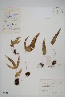 金雞腳藏品圖，第1張