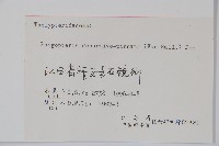 翅軸假金星蕨、短柄卵果蕨藏品圖，第2張