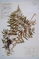 日本蹄蓋蕨藏品圖，第1張