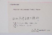 日本蹄蓋蕨藏品圖，第3張