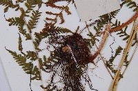 日本蹄蓋蕨藏品圖，第4張