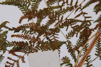 日本蹄蓋蕨藏品圖，第5張