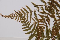 日本蹄蓋蕨藏品圖，第6張