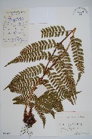 金鶴鱗毛蕨藏品圖，第1張