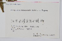 金鶴鱗毛蕨藏品圖，第2張