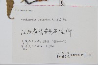 日本狗脊蕨藏品圖，第2張