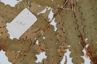 日本狗脊蕨藏品圖，第3張