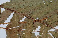 日本狗脊蕨藏品圖，第4張