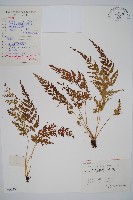 溪洞碗蕨藏品圖，第1張