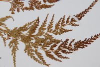 溪洞碗蕨藏品圖，第3張