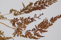 溪洞碗蕨藏品圖，第4張