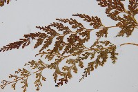 溪洞碗蕨藏品圖，第5張