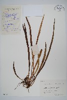 登錄號:P006434藏品圖，第1張