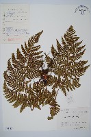 細裂鱗毛蕨藏品圖，第1張