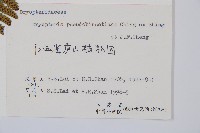 細裂鱗毛蕨藏品圖，第2張