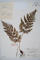 細裂鱗毛蕨藏品圖，第1張