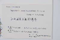 細裂鱗毛蕨藏品圖，第2張