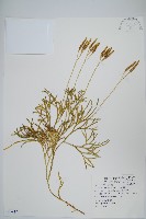 地刷子藏品圖，第1張