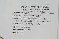 地刷子藏品圖，第2張