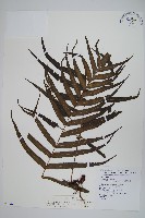 箭葉水龍骨、擬水龍骨藏品圖，第1張