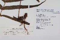 箭葉水龍骨、擬水龍骨藏品圖，第2張