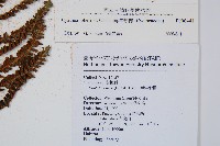 南洋桫欏藏品圖，第5張
