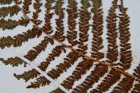 南洋桫欏藏品圖，第8張