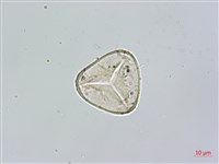 南洋桫欏藏品圖，第2張