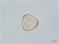 南洋桫欏藏品圖，第4張