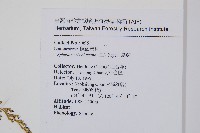 烏蕨藏品圖，第2張