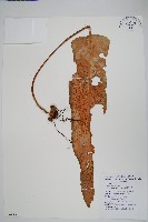 盧山石葦藏品圖，第1張