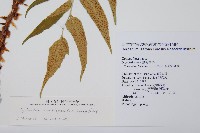 披針貫眾蕨藏品圖，第2張