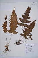 假腸蕨藏品圖，第1張