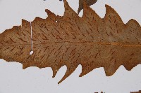 假腸蕨藏品圖，第3張