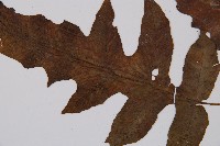 假腸蕨藏品圖，第4張