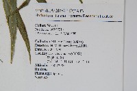 大葉鳳尾蕨藏品圖，第2張
