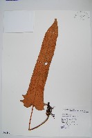 盧山石葦藏品圖，第1張