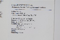 盧山石葦藏品圖，第2張