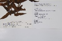 樸氏雙蓋蕨、毛柄蹄蓋蕨藏品圖，第2張