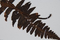 樸氏雙蓋蕨、毛柄蹄蓋蕨藏品圖，第3張