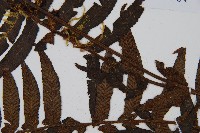 樸氏雙蓋蕨、毛柄蹄蓋蕨藏品圖，第4張