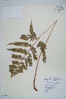 細葉複葉耳蕨藏品圖，第1張